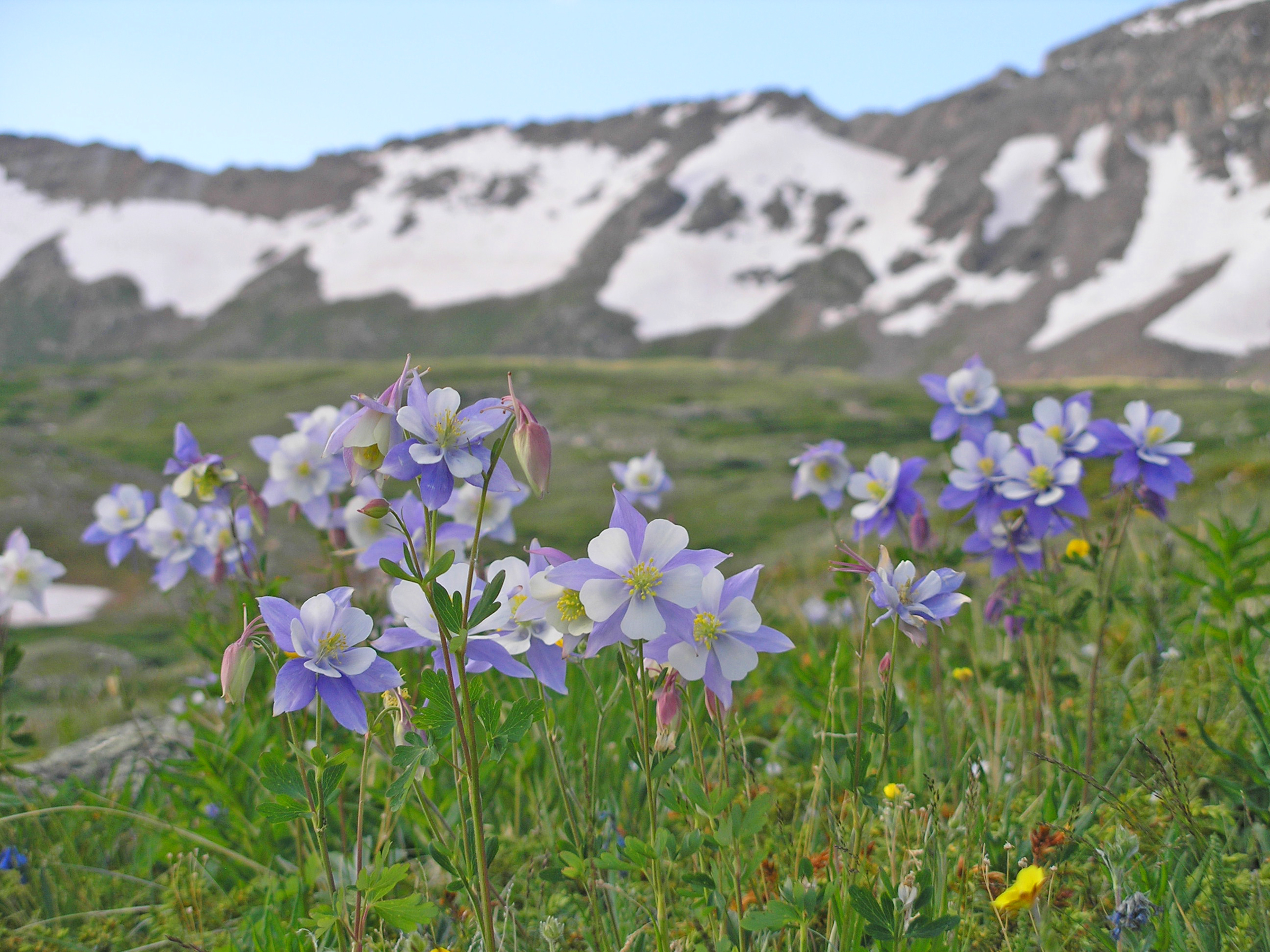 Mosquito Pass Columbine